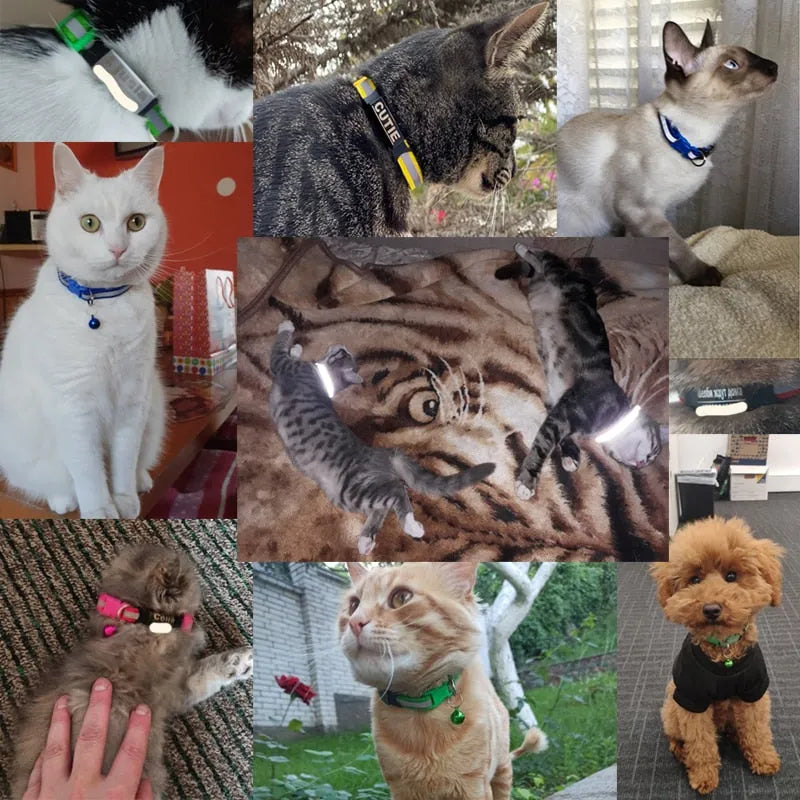 collier réfléchissant pour chat gravé