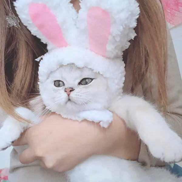oreilles de lapin pour chat
