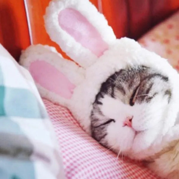 orejas de conejo para gato | Chic et Chat