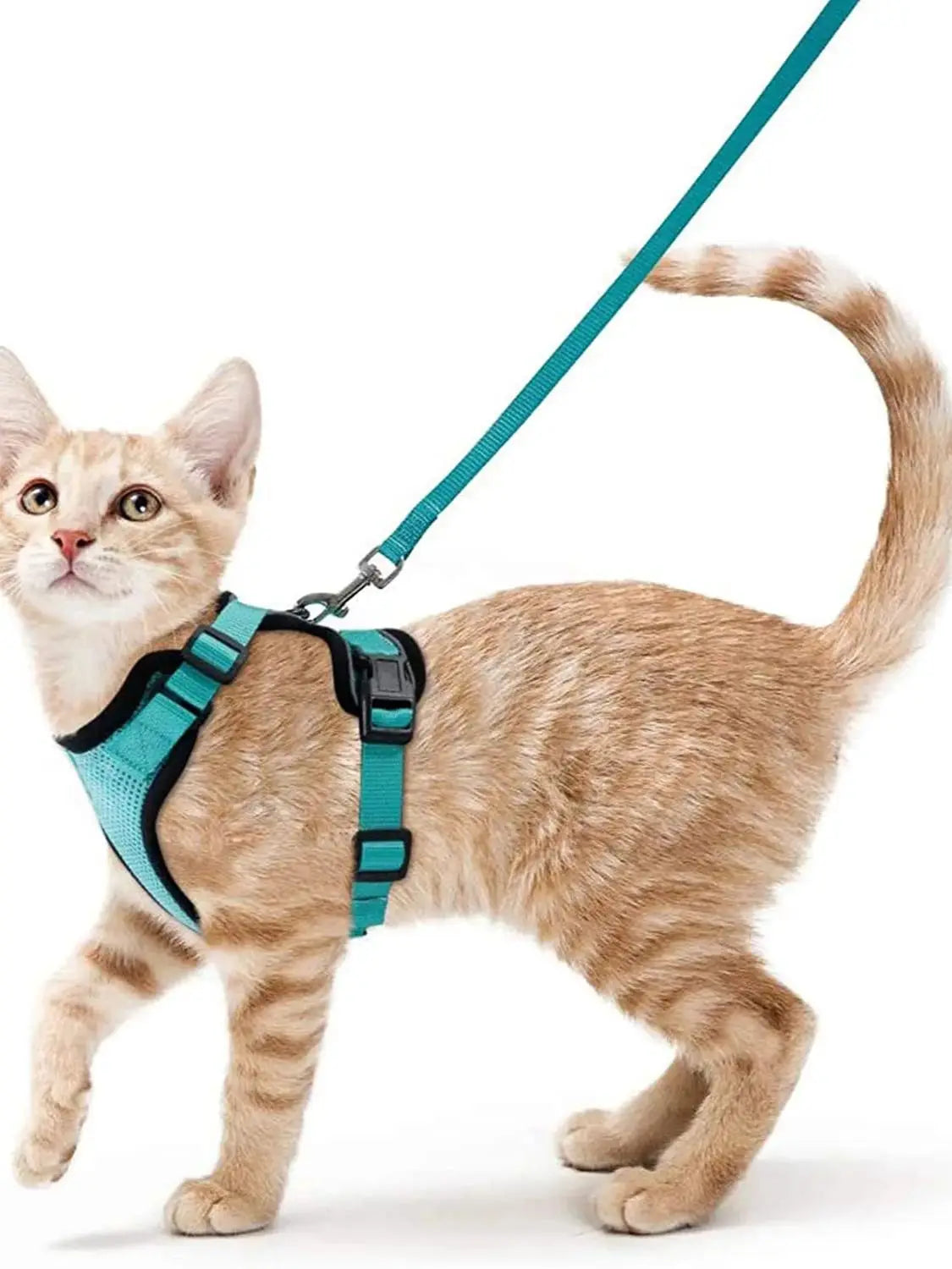Harnais pour chaton vert menthe