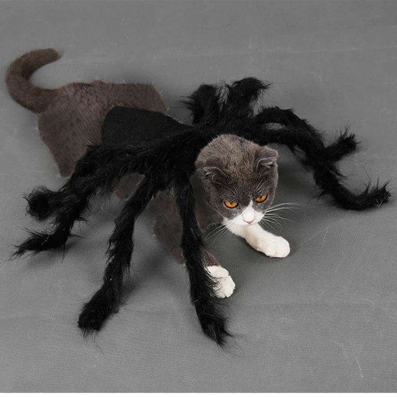 Costume pour chat araignée