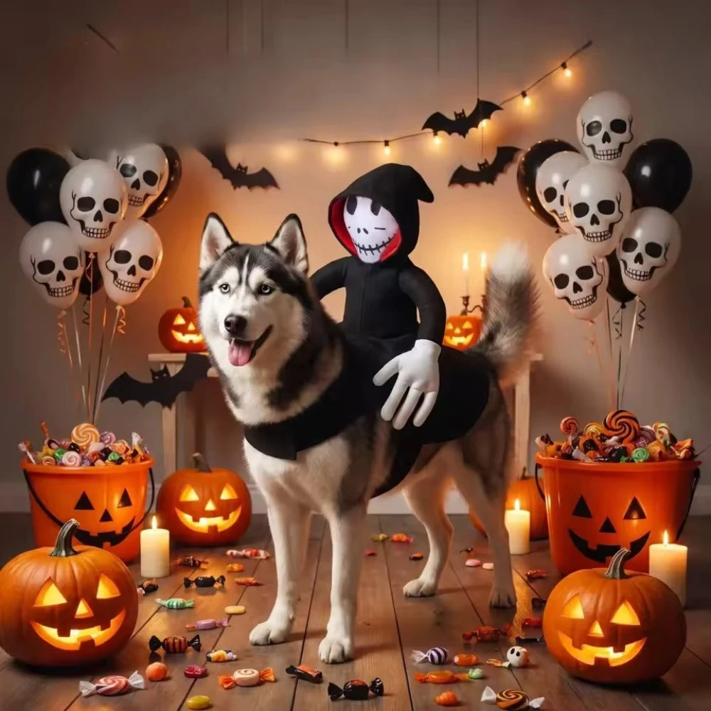 Petit animal en costume de fantôme cavalier pour Halloween | Chic et Chat