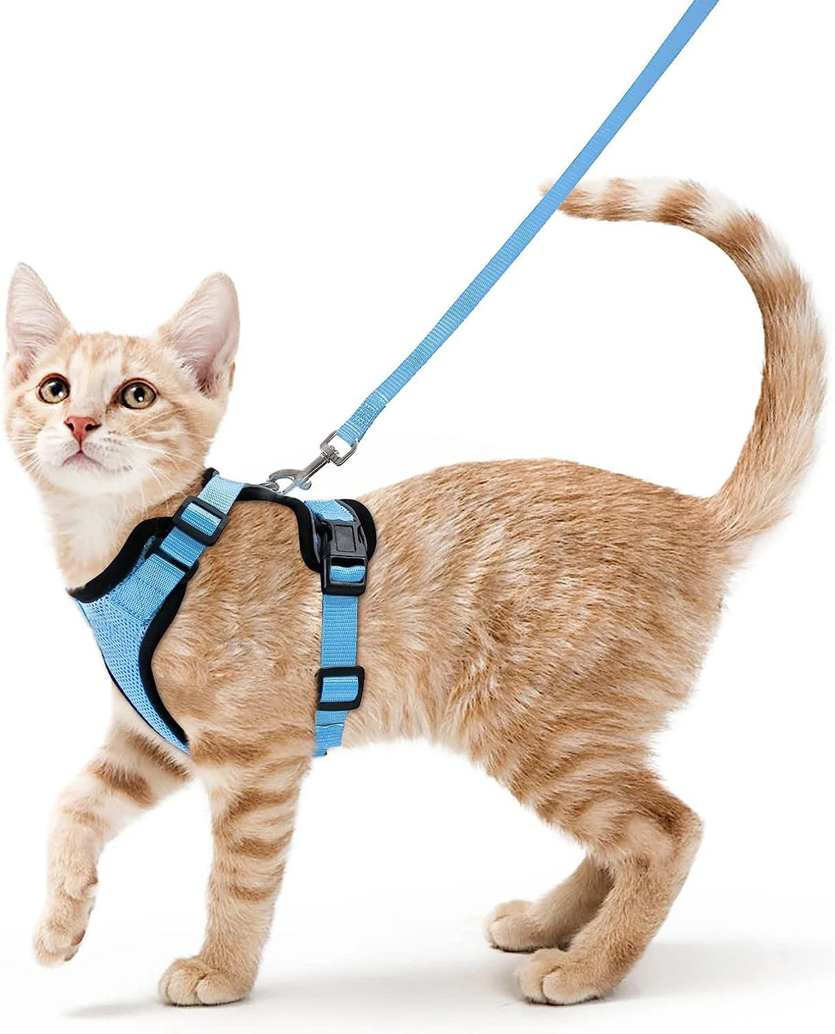 Harnais pour chaton bleu
