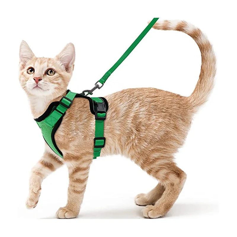 Harnais pour chaton vert