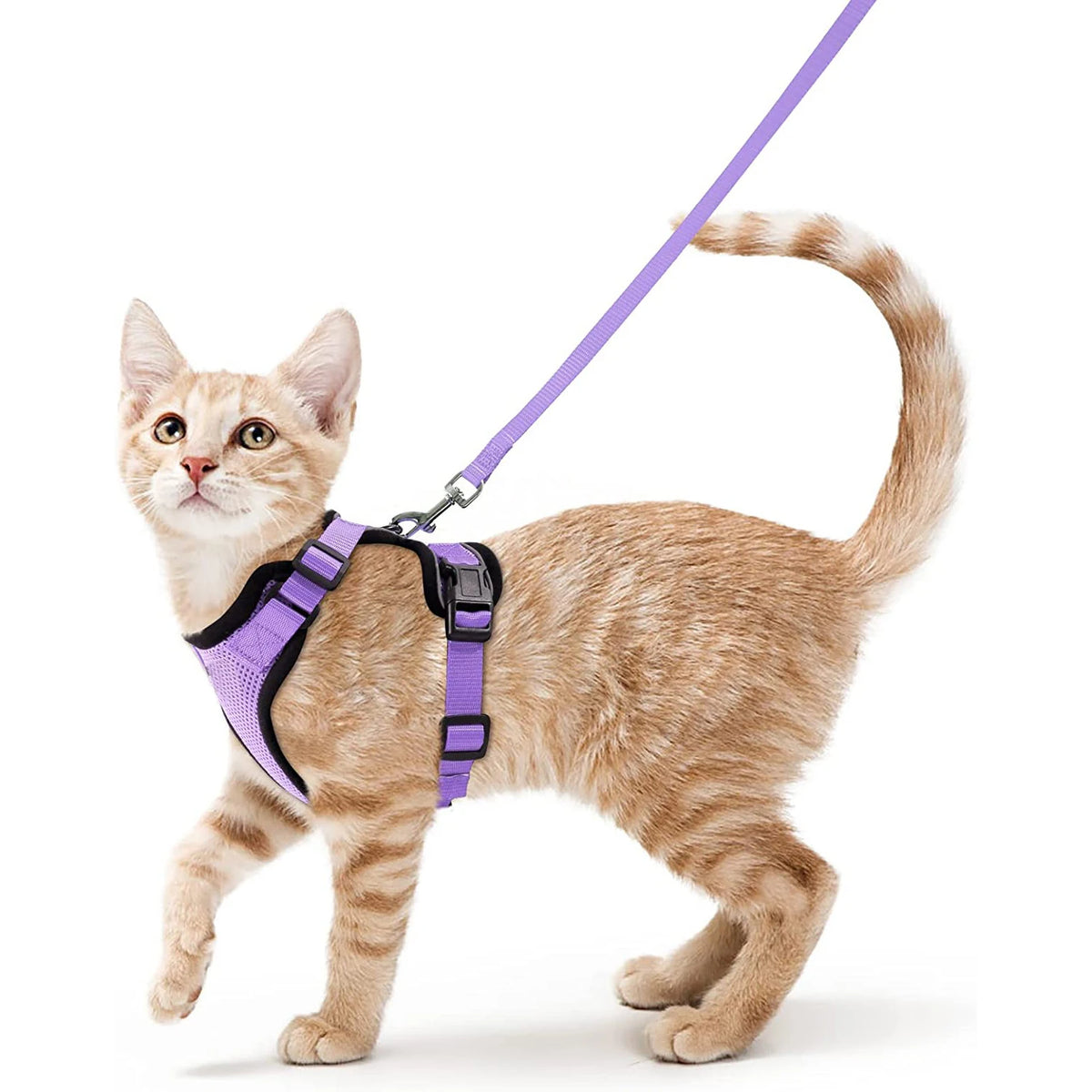 Harnais pour chaton lilas