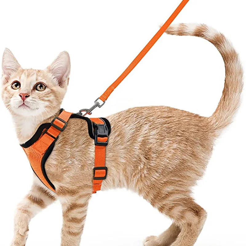 Harnais pour chaton orange