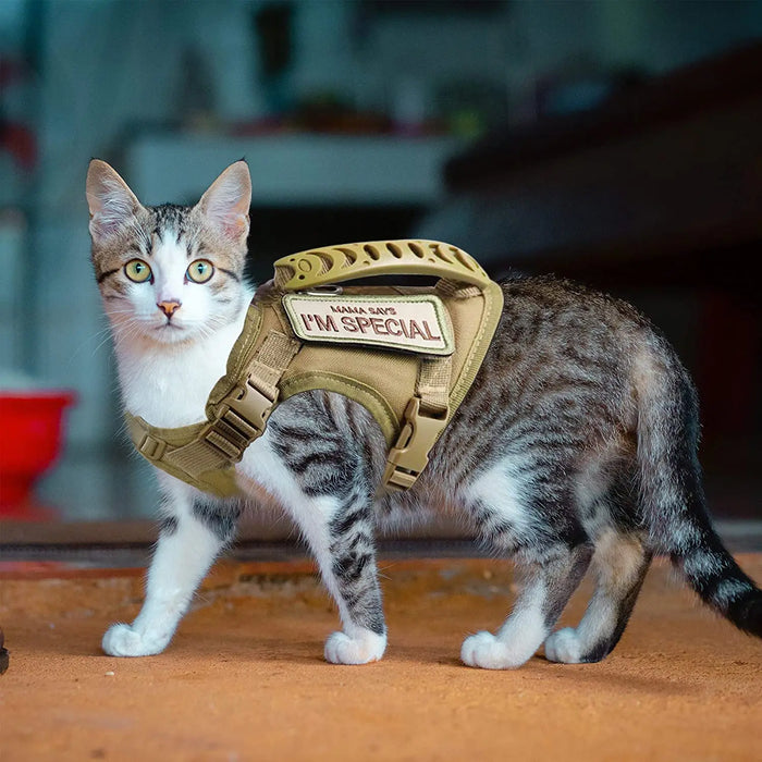 Tactisch kattentuigje