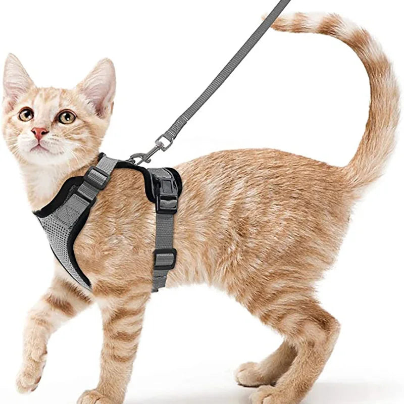 Harnais pour chaton gris