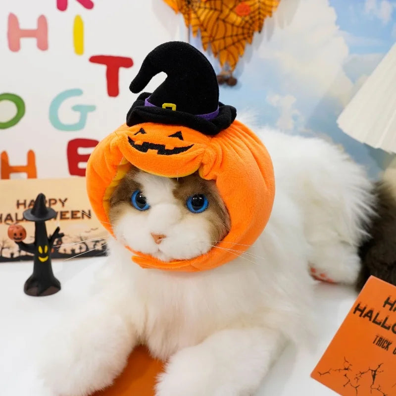 Chat blanc portant un chapeau citrouille avec chapeau de sorcière | Chic et Chat