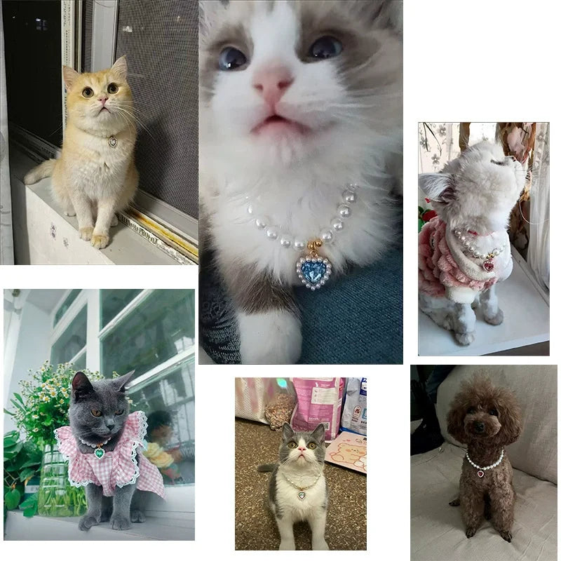 Collier de perles pour chat vue de près