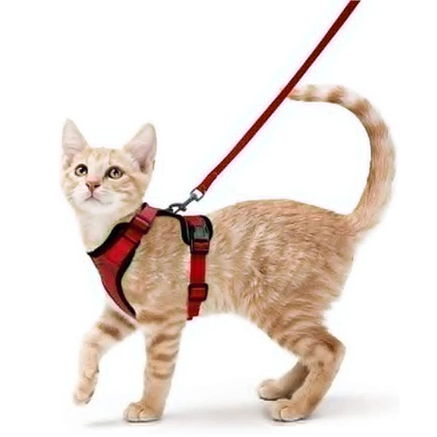 Harnais pour chaton rouge