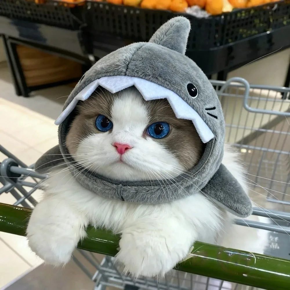 Chat aux yeux bleus déguisé en requin | Chic et Chat