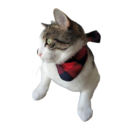 bandana pour chat