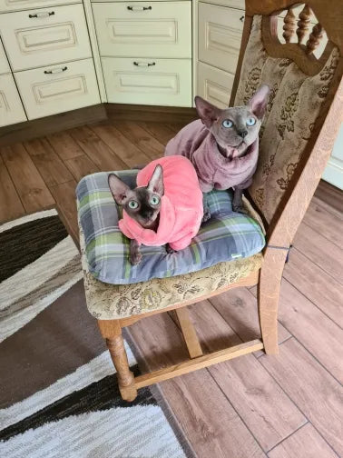pull pour chat sphynx