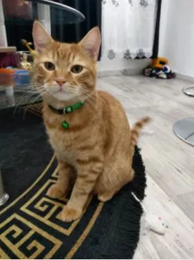 collier pour chat gravé