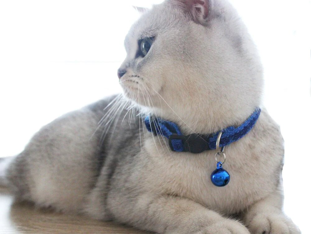 collier pour chat bleu