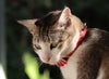 collier personnalisé pour chat