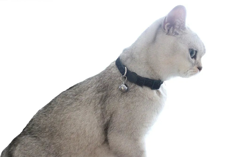 chat collier noir