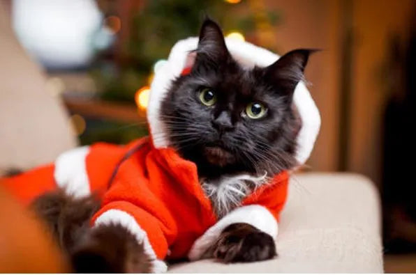 déguisement pour chat de père noël