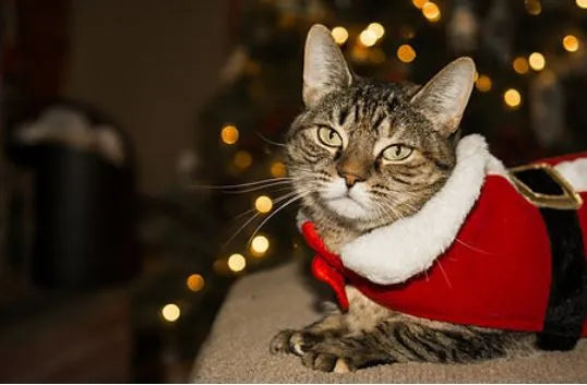 costume père noël pour chat