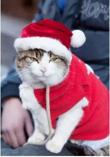 déguisement père noël pour chat