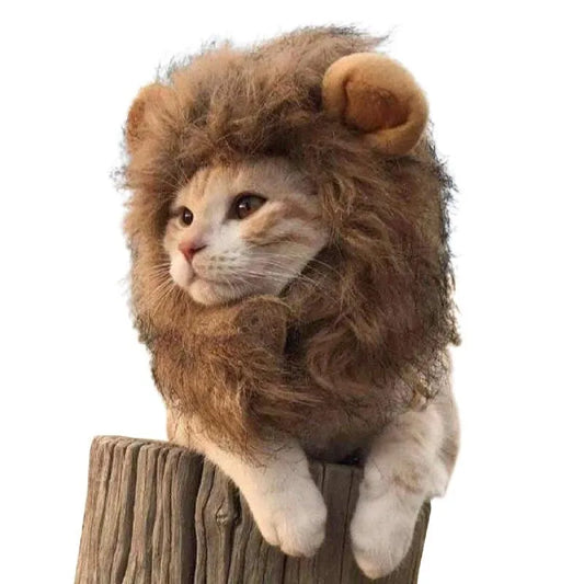 crinière de lion pour chats