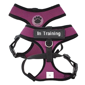 Purple personalized cat harness | Chic et Chat