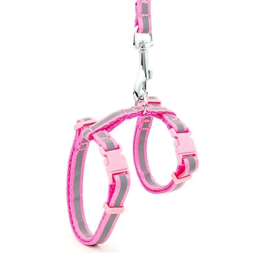 harnais pour chat gravé