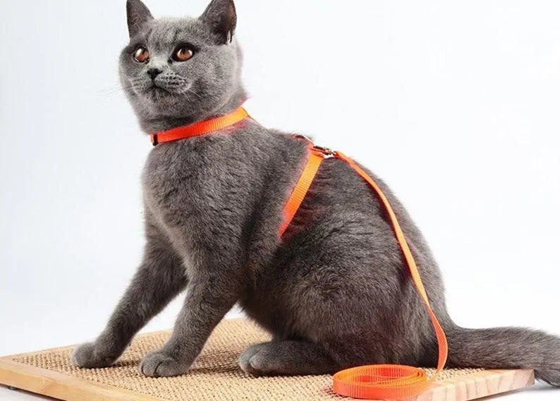 Orange cat harness | Chic et Chat