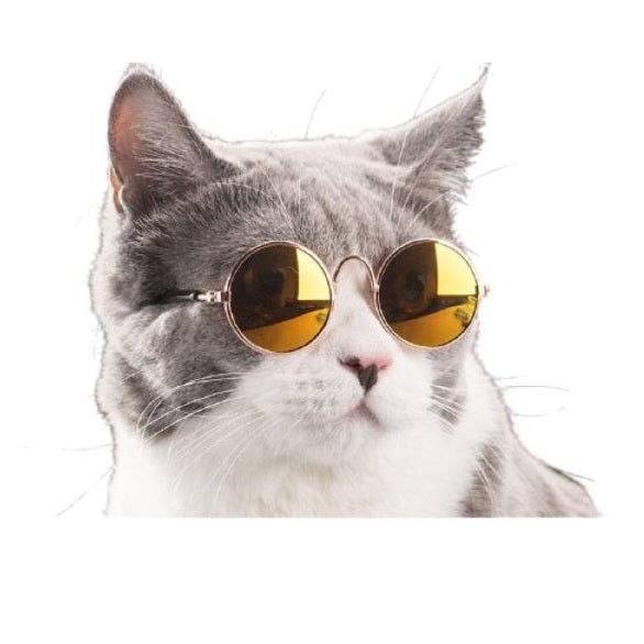 lunettes de soleil pour chat