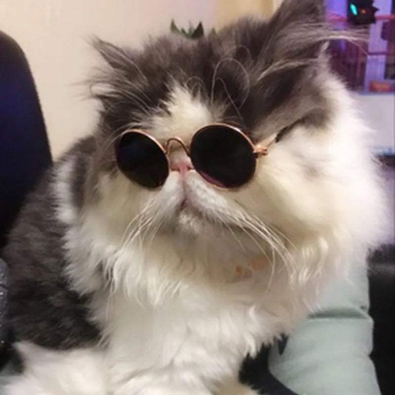 lunettes déguisement pour chat