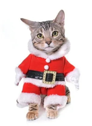 déguisement pour chat de père noël