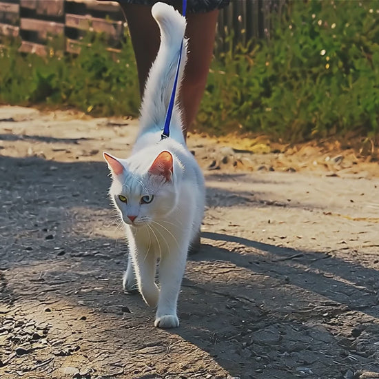 balade chat avec harnais