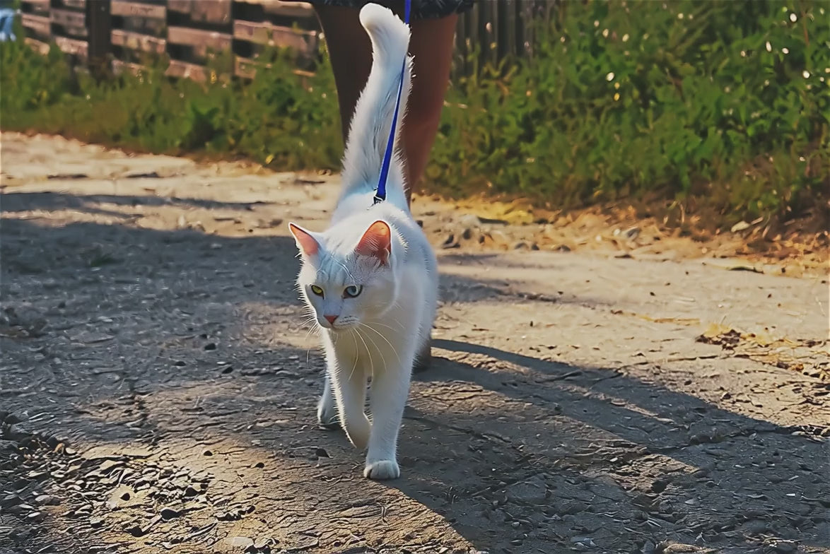 balade chat avec harnais