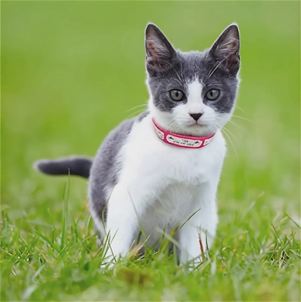 collier chat  anti fugue