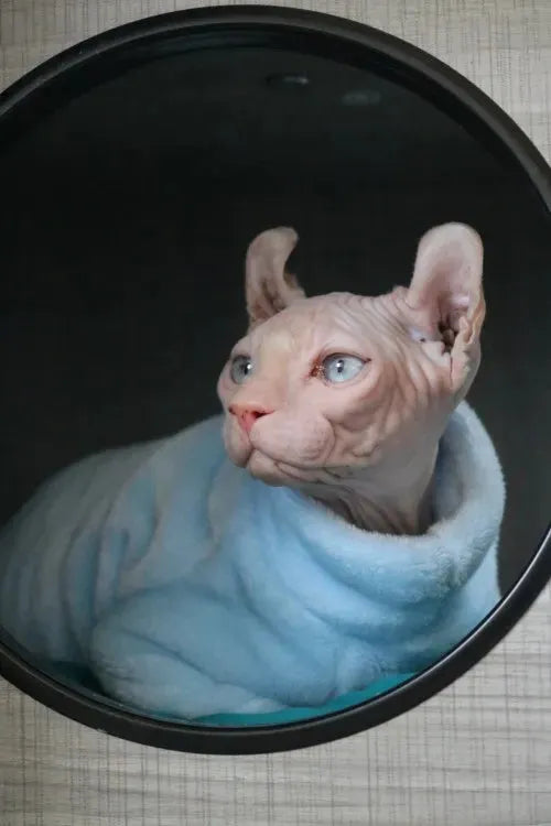 vêtement pour chat sphynx