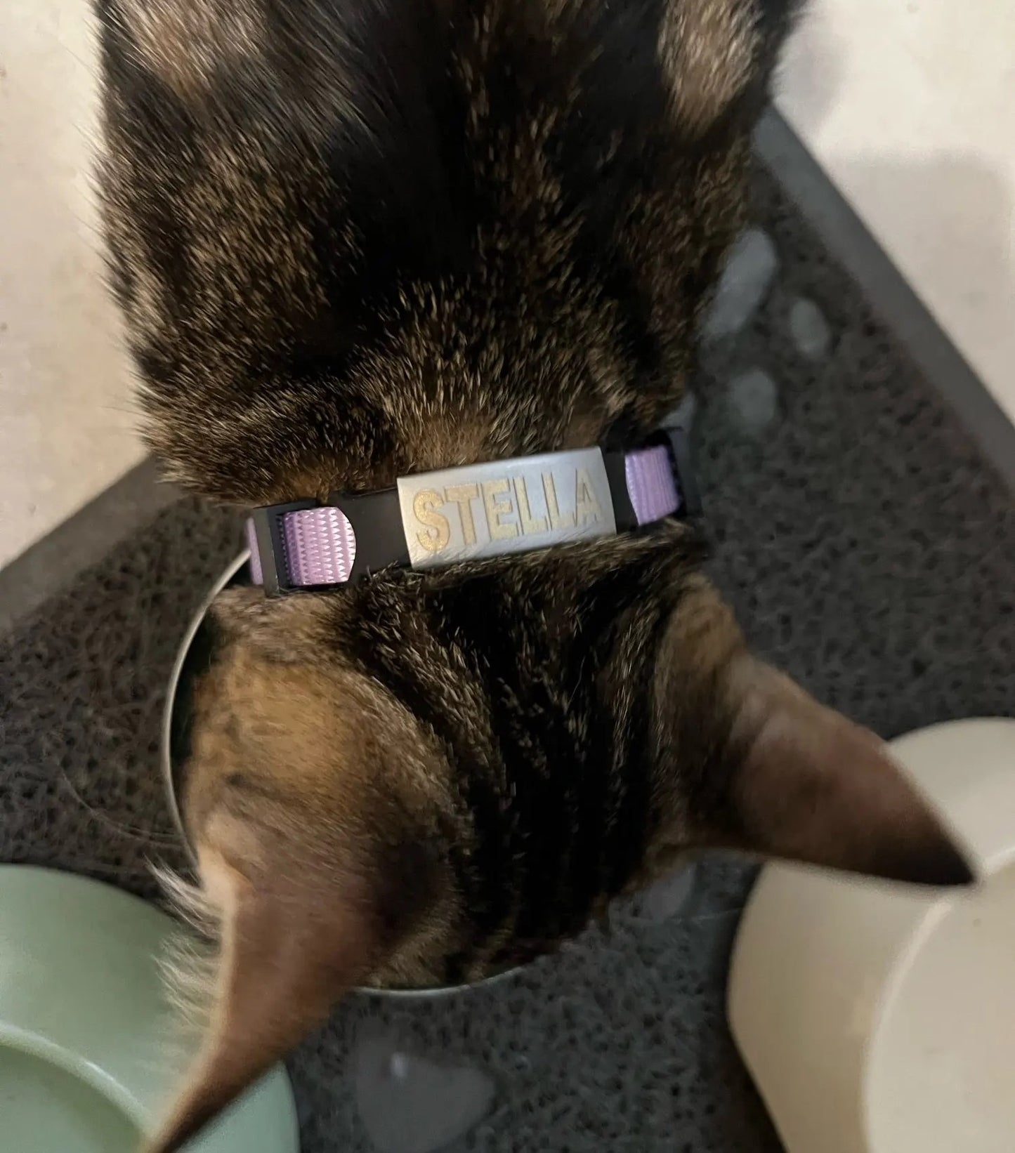 collier gravé pour chat
