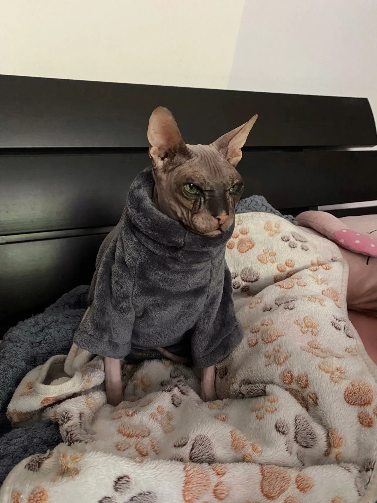 Vetement pour chat sphynx sale