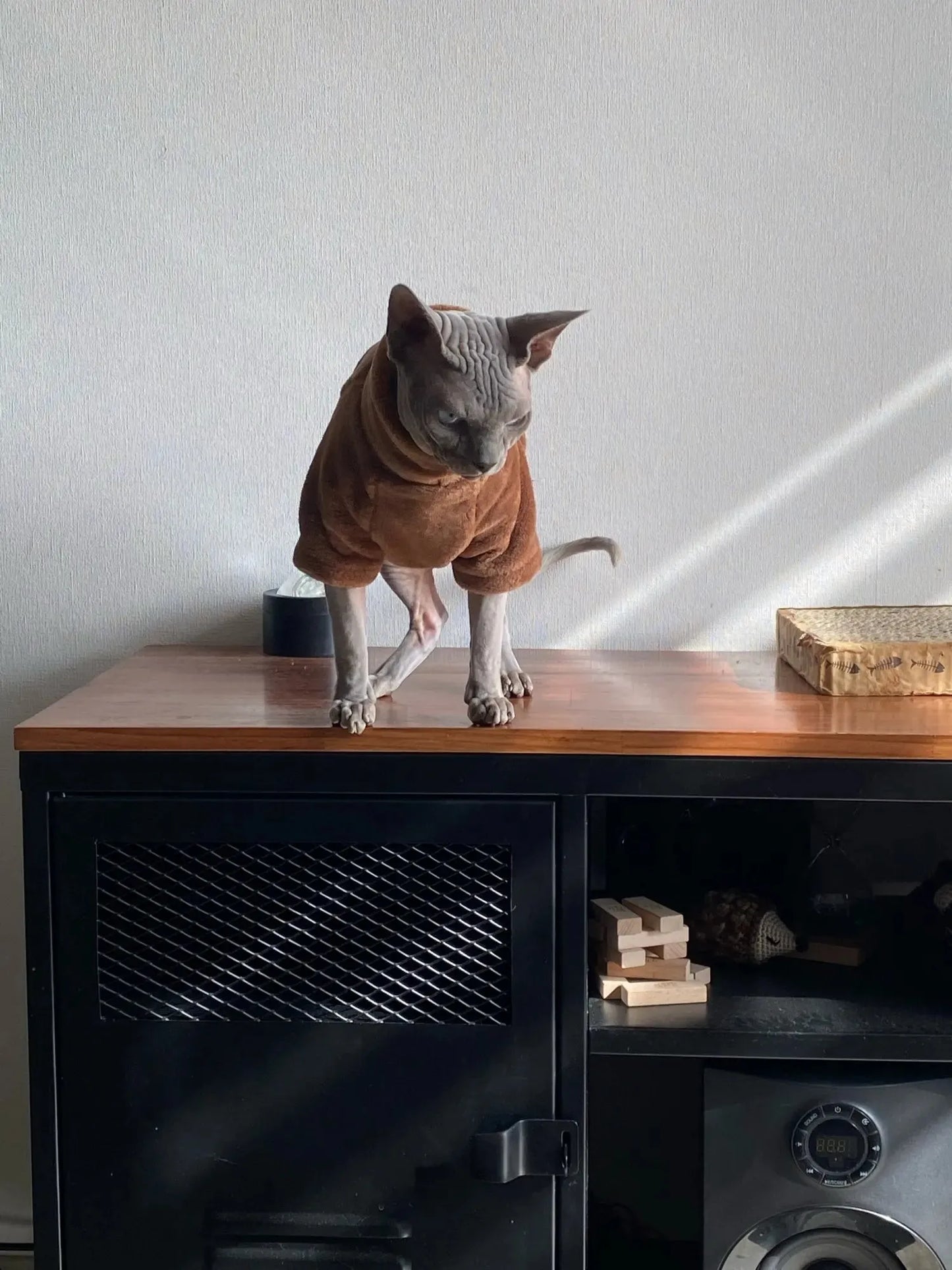 pulls pour chat sphynx marron