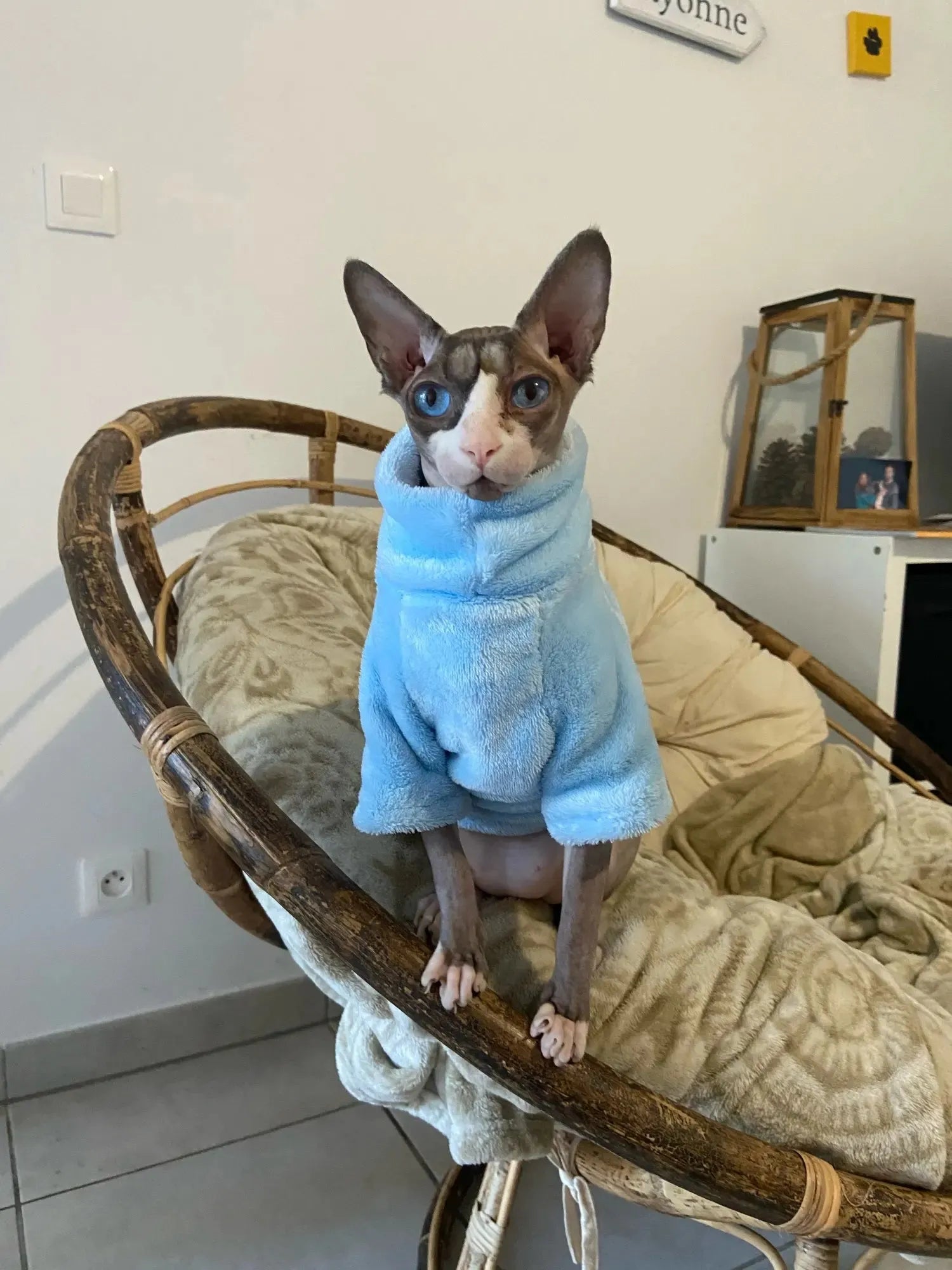 vêtement pour chat sphynx bleu
