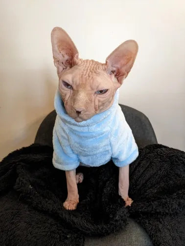 pulls pour chat sphynx