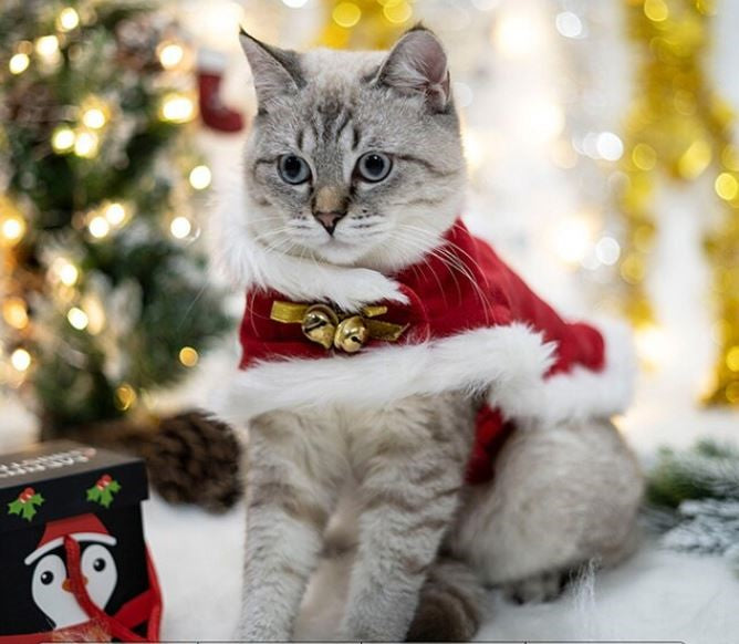 Tenue de noel pour chat hot sale