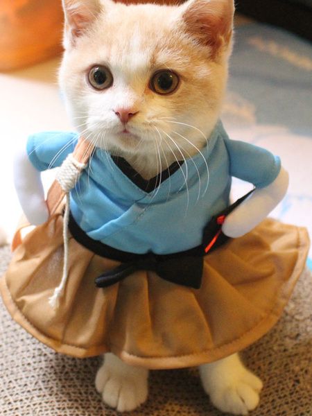 costume déguisement pour chat samourai