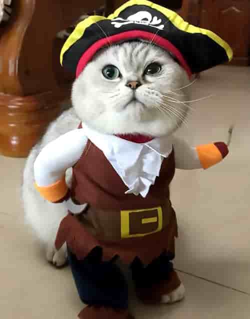 costume pour chat pirate fun
