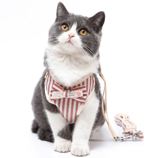 Un harnais pour chats : ainsi se promener avec votre chat