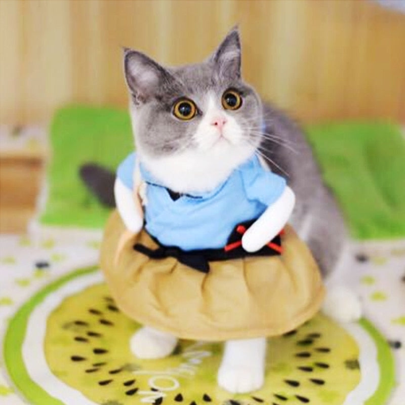 déguisement chat samouraï