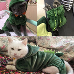 photo chats avec costume dinosaure