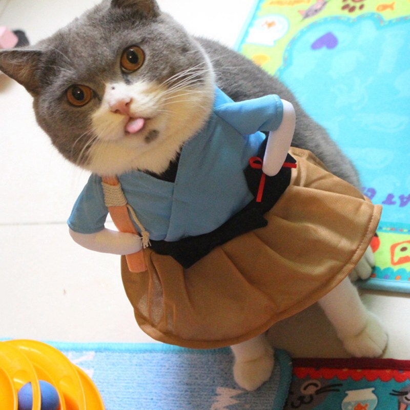 déguisement chat samouraï