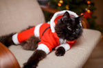 costume pour chat de père noël rouge