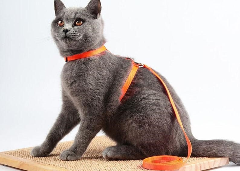 harnais pour chat orange